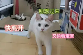 猫妈妈呼唤孩子叫声是世界上最美最动听的声音，真是太好听了……视频封面