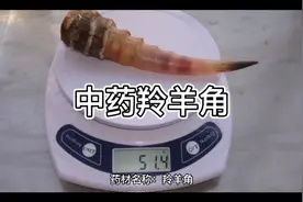 中药羚羊角的作用与功效。性味归经。@西瓜知识 @中医传承—邵