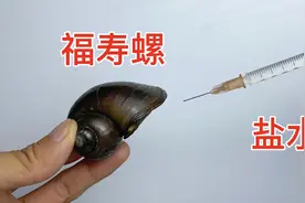 把高浓度盐水注射到福寿螺体内会如何？视频封面