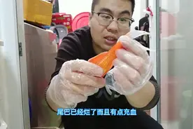 三年养鱼经验，草金有点充血烂尾，看小饭如何冷静处理，分享干货视频封面