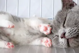 小奶猫想尿尿，找妈妈要舔舔，画面太萌啦～视频封面