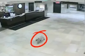 狗狗走七公里去医院看望主人！虎头虎脑只知道冲刺！居然找到了视频封面