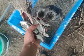 救助夜鹭，除了吃和拉是啥也不会啊，看看多大来了！