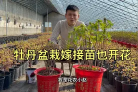 盆栽牡丹嫁接苗也会开花视频封面