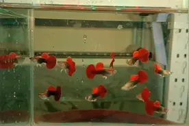 6种特别漂亮好养，又红红火火的热带观赏鱼，让人眼前一亮