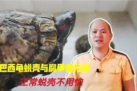 龟蜕壳与腐皮有区别，正常的蜕壳没有问题不用处理，请放心！