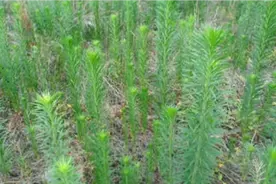 一枝蒿是中草药