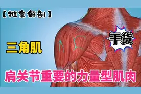 肩关节重要的力量型肌肉——三角肌【推拿解剖】