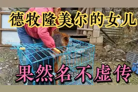 隆美尔的女儿，带芯片带证书的赛级德牧就是不一样，这颜值太惊艳视频封面