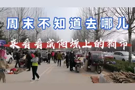 来看看咸阳塬上的狗市视频封面