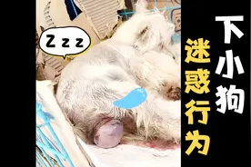 直播生狗全过程#西高地白梗#小狗狗妈妈不易求点赞支持下