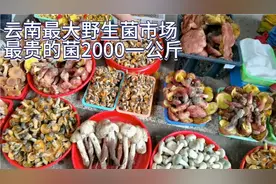黄皮逛云南最大的野生菌市场，很多菌都不认识，松茸卖2000一公斤视频封面