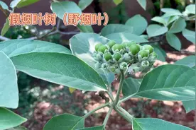 身边的草药（411），野烟叶（假烟叶树），行气血消肿毒止痛