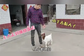 羊产崽多，母乳不够吃，吃奶粉长大的小羊爱粘人，养羊欢乐多