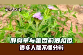 偷渡入中国的假臭草，鸡鸭怕它，牛羊不吃它，湛江农民见到也头疼