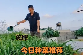 楼顶种菜，今天用花生粕肥水种蔬菜，看看这些菜的长势，太惊人了视频封面