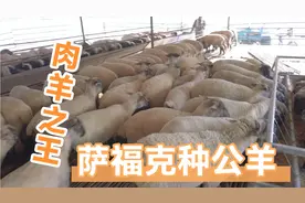 肉羊之王萨福克种公羊，体型大长势快耐粗饲，改良父本首选品种好视频封面