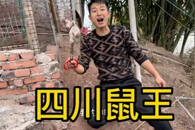 鸡棚爆发鼠害，沙杆用三种秘密佐料剿灭，三炮干掉一窝，太刺激了