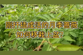 刚扦插成活的月季蔷薇如何移栽上盆？