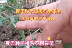 夏天种千禧果不用买苗，大和姐教你千禧果扦插繁殖，真省钱！
