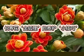 长寿花金狐狸也叫‘日内瓦’，做好这‘几’点，株型饱满颜色鲜艳