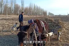 内蒙古大哥养驴30年 讲述养驴的大概成本 ，与这个收益多少 。视频封面