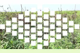 有种野味叫藜蒿，洞庭湖湖水退去，绿草如茵的丛中它疯狂地生长视频封面