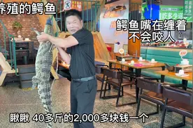 南阳饭店烤人工养殖的鳄鱼，40多斤2000多块钱，烤好吃着真得劲视频封面