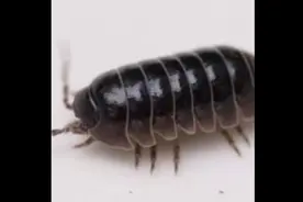 西瓜虫 鼠妇，又名鼠负、负蟠、鼠姑、鼠黏、地虱等，