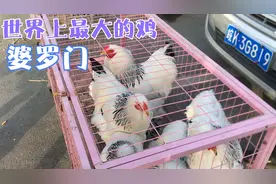 世界上最大的鸡婆罗门鸡就长这样，也不是传说中的那么大，你看看视频封面