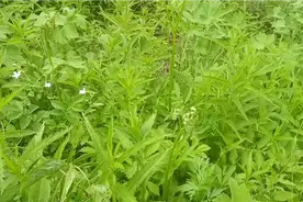 上山采点野菜，蕨菜挺多的，然后下山回来看看那几条毒蛇视频封面