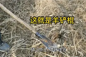 不知道羊铲棍做啥用？放羊大爷一次教给你，叫羊去哪儿全凭它