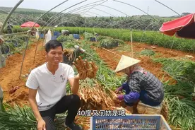 2022年5月19日南宁坛洛镇第一批嫩姜上市了，亩产5000斤发财了