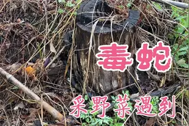 小伙上山采野菜，竟然遇到毒蛇，给小伙吓得直跑，这太危险了视频封面