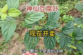 可以做神仙豆腐的树叶，现在开始开卖了，数量有限先到先得