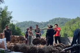 住在大山里的妈妈今天卖桂皮，猜猜上门收桂皮卖多少钱？视频封面