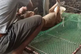 给狗狗做绝育手术 1