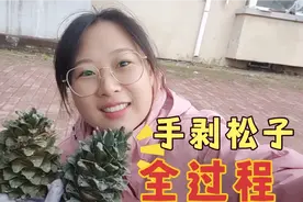 林区伊春实拍手剥松塔到松子全过程，279克松塔出92克松子，多吗