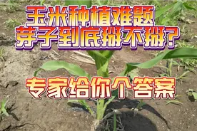玉米种植难题问题，玉米芽子到底掰不掰，专家给你解决办法。视频封面