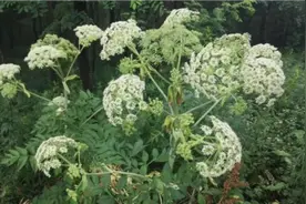 白芷有很多治疗功效