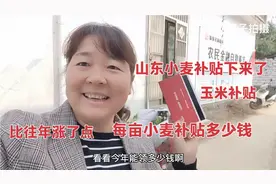 山东小麦补贴下来了，看看每亩地补贴多少钱？农村媳妇真高兴