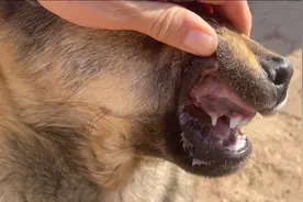 网友说这狗不是四个月，牙齿不会骗人，你们看看视频封面