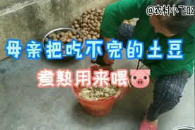 田里面收上来的土豆太多了吃不完，母亲煮熟了用来喂猪。