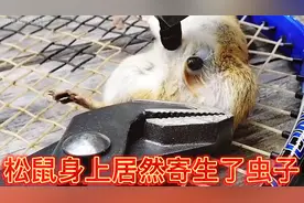 小丽帮松鼠拔马蝇幼虫，过程相当解压！视频封面