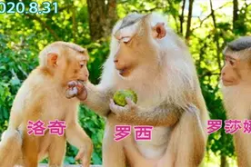 请眼尖的观众们辨认一下罗莎娜，如果它还活着就再好不过了