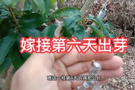 高温炎热天气嫁接发芽就是快，第6天就撑破薄膜茁壮成长了！视频封面