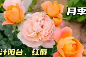 适合两广的月季，分享两款抗病耐热的品种，果汁阳台，红唇