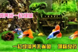 绿藻变绿毯，一缸绿藻养孔雀鱼好处颇多，甚至堪称鱼儿的治病良药