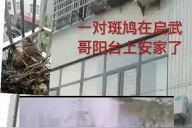 新闻趣事：斑鸠生活习性视频封面