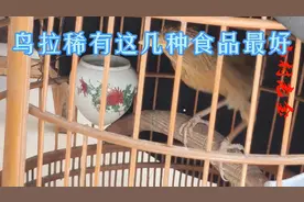 鸟肠胃不好，用这几种东西调理